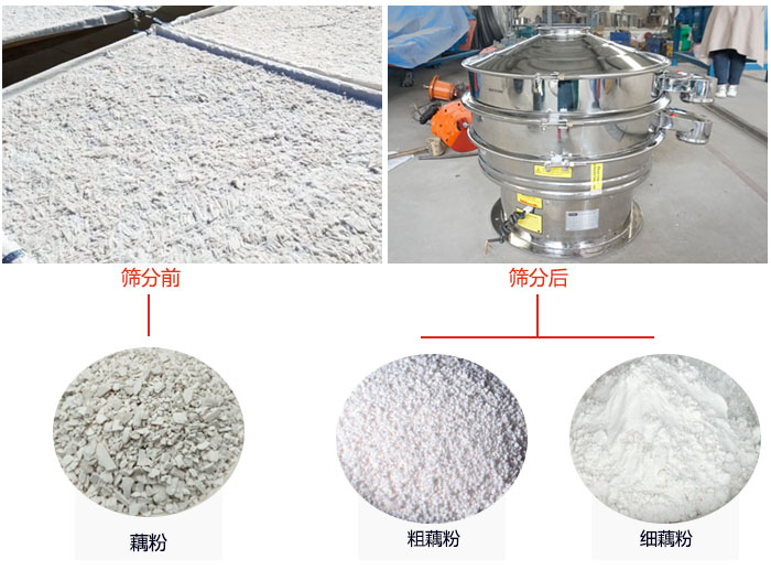 蓮藕淀粉曬干,采用304不銹鋼材質(zhì)藕粉振動(dòng)篩篩分后前后對(duì)比效果圖展示。